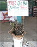 Free Live Oak Seedlings