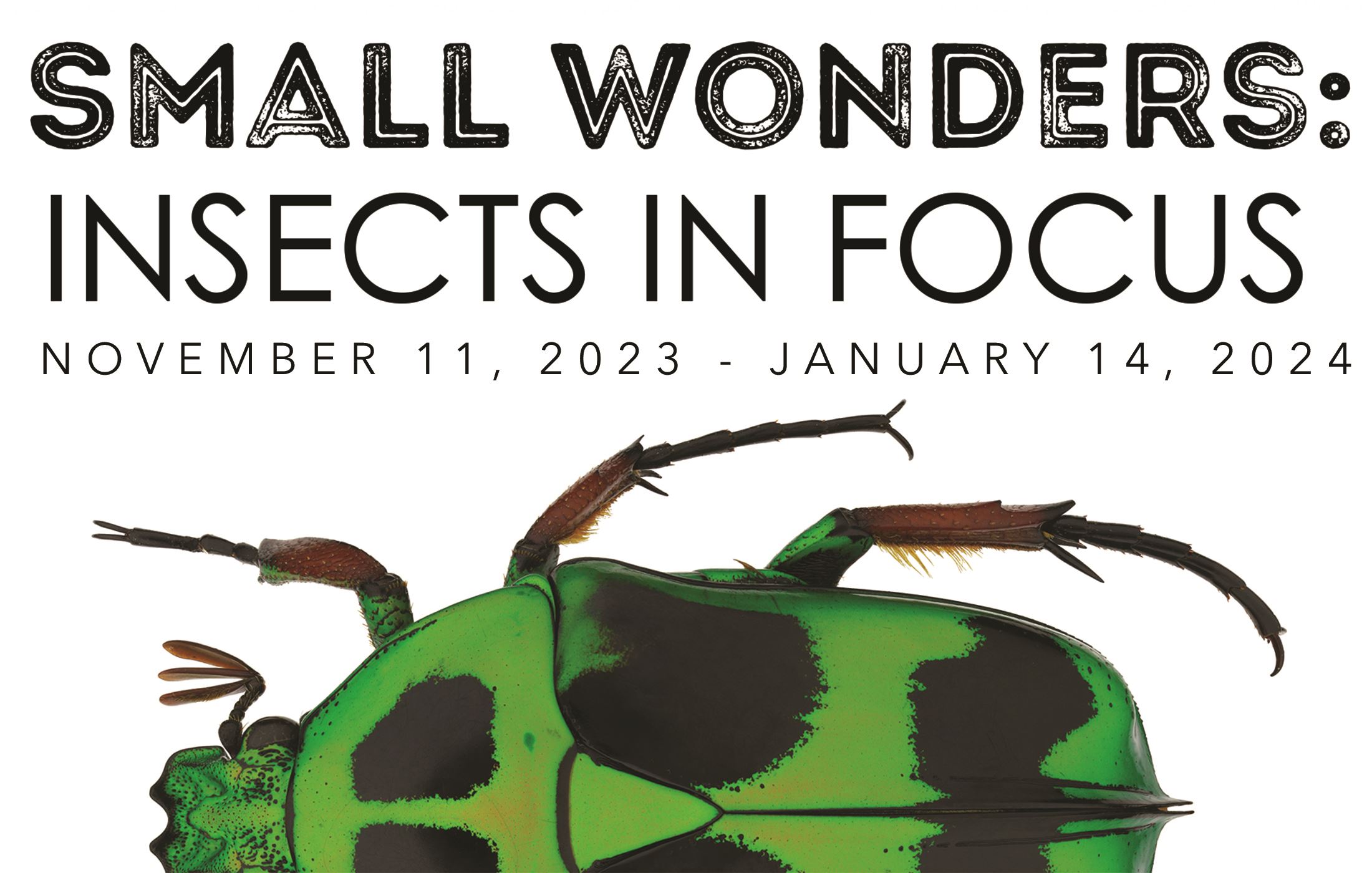 Small Wonders Banner