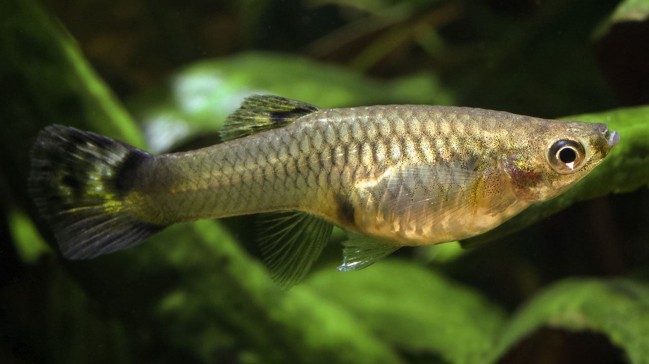 Gambusia mosquito fish