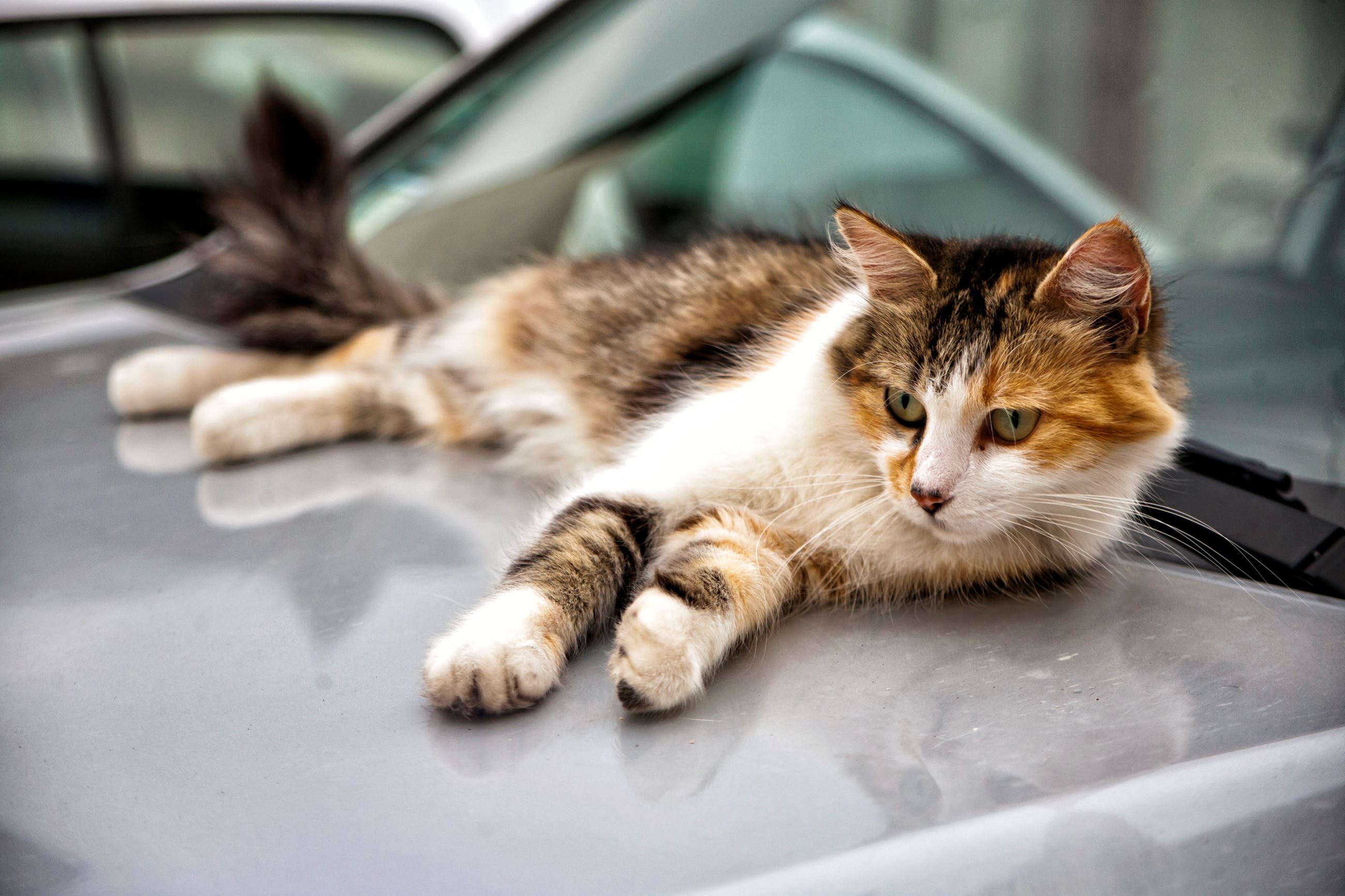 stray cat on car