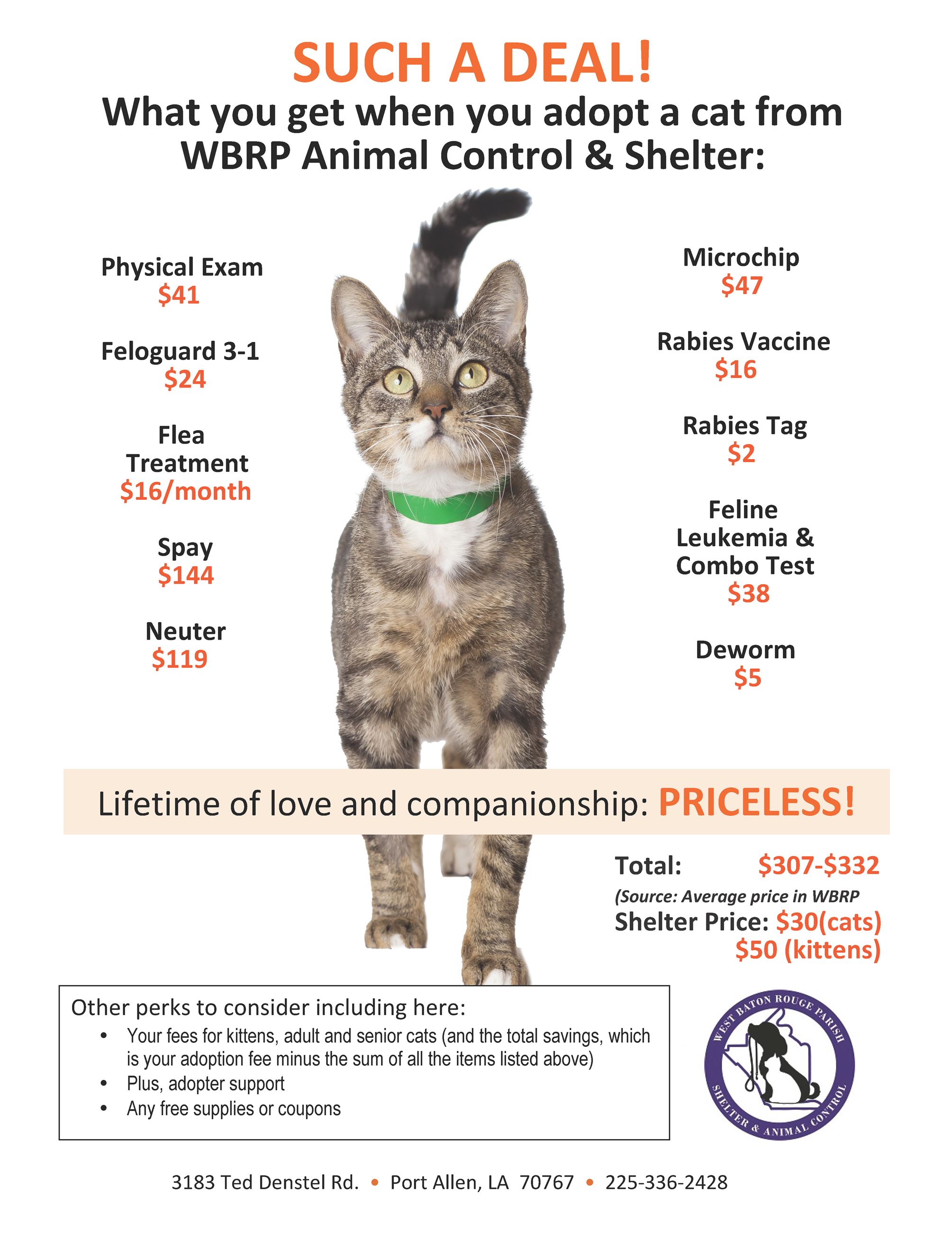 aspca-cat-adoption-flyer