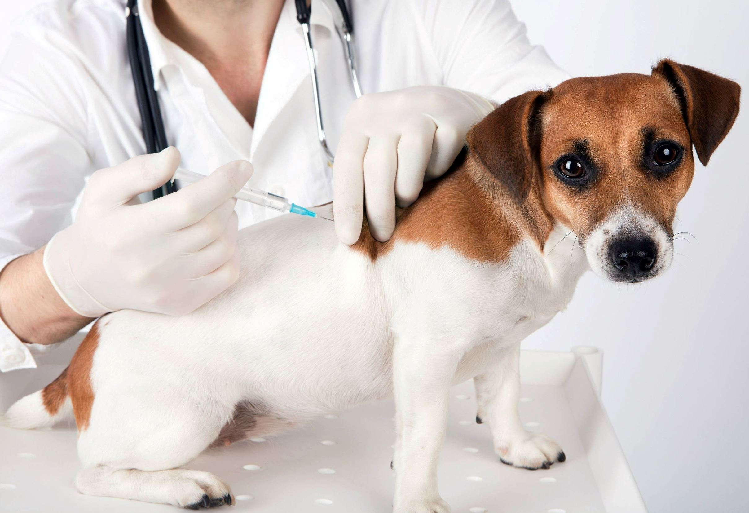 dog being vaccinated Opens in new window